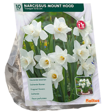 Narcis Mount Hood, Pääsiäislilja,10 kpl.