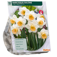 Tähtinarsissi Salome, Isotorvinen (Narcissus), 10 kpl 