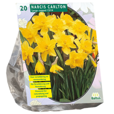 Narcis Carlton, Tähtinarsissi, 20 kpl