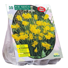 Narcissus, Daffodil Mini Bulbocodium, 30 pc. SALE - 80%!