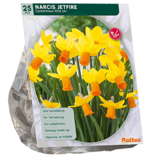 Narcis Mini Jetfire, Keltainen/Oranssi, Narsissi, 25 kpl. 