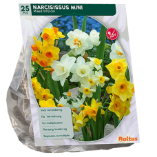 Narcissi Mini (Narcissus), Sekoitus, 25 kpl. TUOTE ON LOPPUUNMYYTY!