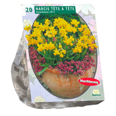Narcissus Cyclaminius (Miniature Daffodils) Tête à Tête, 20 bulbs. SALE - 70%!