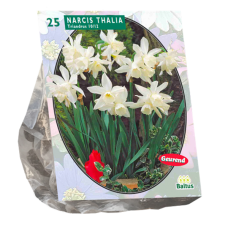 Narcissus Triandrus (Daffodils) Mini, Thalia, 15 pc. SALE - 70%!