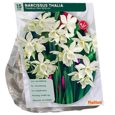 Narsissi, Mini, Thalia (Narcissus triandrus), 15 kpl. 