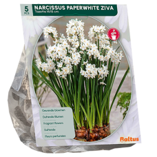 Paperwhite Ziva, Narsissi Paperwhite, 5 kpl.