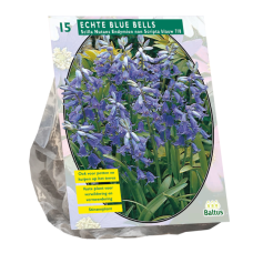 Scilla Nutans Endymion non Scripta, 15 kpl ALE - 40%!