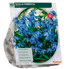 Idänsinililja, sininenIdänsinililja, sininen (Scilla Siberica), 40 kpl