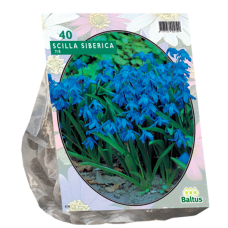 Idänsinililja, sininenIdänsinililja, sininen (Scilla Siberica), 40 kpl. TUOTE ON LOPPUUNMYYTY!