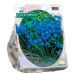 Idänsinililja, sininenIdänsinililja, sininen (Scilla Siberica), 40 kpl Idänsinililja, sininenIdänsinililja, sininen (Scilla Siberica), 40 kpl