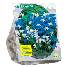 Scilla Siberica (Siberian Squill ) Mixed, 40 bulbs. SOLD OUT!