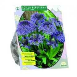 Isosinililja, Scilla Peruviana, 2 kpl. ALE - 55%!