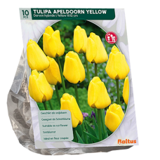 Darwinhybriditulppaani, Tulipa Apeldoorn Darwin Keltainen, 10 kpl.
