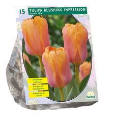 Darwinhybriditulppaani Blushing Impression,15 kpl. ALE - 30%!