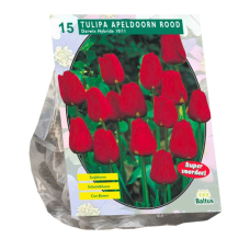Darwinhybriditulppaani, Tulipa Apeldoorn Punainen, 10 kpl.