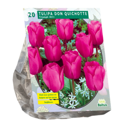 Triumftulppaani (Tulipa Triumph) Don Quichotte, 20 kpl. ALE - 40%!