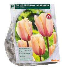 Darwinhybriditulppaani Blushing Impression,10 kpl. 