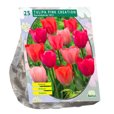 Darwinhybriditulppaani (Tulipa) Pink Creation, 25 kpl. TUOTE ON LOPPUUNMYYTY!