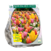 Tulppaani (Tulipa) Mix Party Popper, 15 kpl