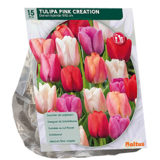 Darwinhybriditulppaani (Tulipa) Pink Creation, 15 kpl. 
