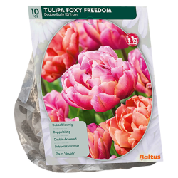 Tulpaani kerrannainen (Tulipa) Foxy Freedom, 10 kpl. ALE - 70%! Tulpaani kerrannainen (Tulipa) Foxy Freedom, 10 kpl. ALE - 70%!