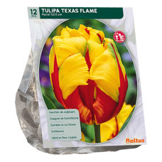 Papukaijatulppaani (Tulipa), Texas Flame,12 kpl