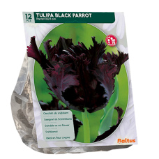 Papukaijatulppaani, Tulipa Black Parrot, Parkiet, 12 kpl