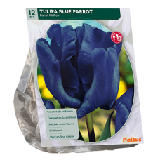Papukaijatulppaani (Tulipa), Blue  Parrot, 12 kpl
