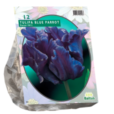 Papukaijatulppaani (Tulipa), Blue  Parrot, 12 kpl. TUOTE ON LOPPUUNMYYTY!