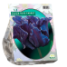 Papukaijatulppaani (Tulipa), Blue  Parrot, 12 kpl
