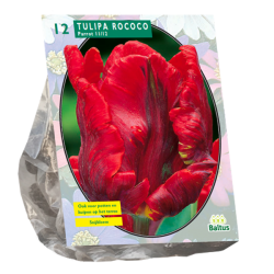 Tulipa (Tulip) Rococo, Parrot,12 bulbs. SALE - 80%!