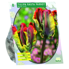 Papukaijatulppaani, Tulipa Rasta Parrot, 8 kpl. TUOTE ON LOPPUUNMYYTY!