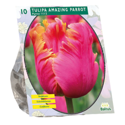 Tulipa Amazing Parrot, Parkiet per 10. NEW! SALE - 80%!