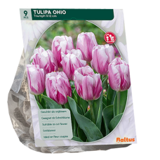 Triumftulppaani (Tulipa Triumph) Ohio, 9 kpl NEW!