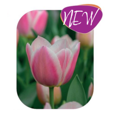 Tulppaani (Tulipa) Mandy's Choice, 9 kpl New!
