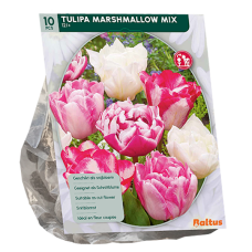 Tulppaani (Tulipa) Marshmallow Mix, 10 kpl NEW!