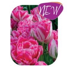 Tulppaani (Tulipa) Marshmallow Mix, 10 kpl NEW!