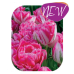 Tulppaani (Tulipa) Marshmallow Mix, 10 kpl NEW!