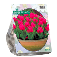 Raitatulppaani Toronto, (Tulipa Greigii), 15 kpl. TUOTE ON LOPPUUNMYYTY!