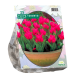Raitatulppaani Toronto, (Tulipa Greigii), 15 kpl