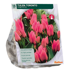 Raitatulppaani Toronto, (Tulipa Greigii), 15 kpl