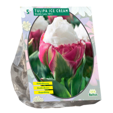 Tulipa (Double Tulip) Ice Cream, 5 bulbs.