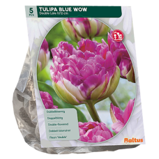 Kerrattu tulppaani (Tulipa) Blue Wow, 5 kpl.