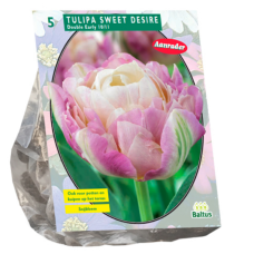 Tulipa Sweet Desire, Tulppaani,  5 kpl. ALE - 60%!