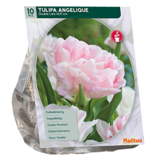 Kerrattu tulppaani (Tulipa) Angelique, 10 kpl