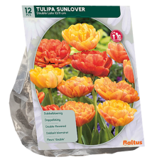 Kerrattu tulppaani (Tulipa) Sunlover, 12 kpl.