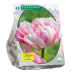 Kerrattu tulppaani, Tulipa Dubbel Finola, 10 kpl. 