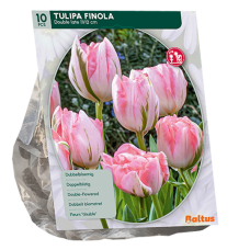 Kerrattu tulppaani, Tulipa Dubbel Finola, 10 kpl. 