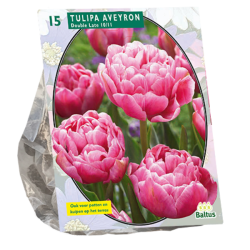 Tulipa Double Late Aveyron per 15. SALE - 80%!