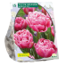 Kerrattu tulppaani, Tulipa  Double Late Aveyron, 10 kpl. ALE - 60%!
